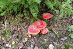 IMG_20190928_145306